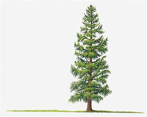 Illustration Of Larix Laricina (tamarack, Tamarack Larch) Deciduous Tree by Sue Oldfield | Tree ...