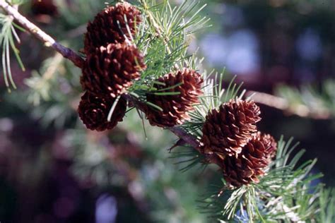 Taiga Plants And Trees