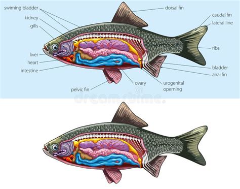 Fish Anatomy Stock Illustrations – 2,838 Fish Anatomy Stock Illustrations, Vectors & Clipart ...