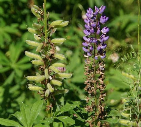 Pruning Lupine | Plant Addicts