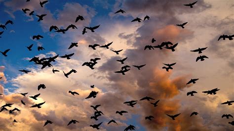 Free Images : nature, cloud, sky, sunlight, atmosphere, flock, autumn, clouds, bird migration ...