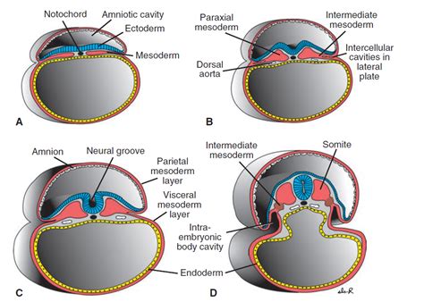 Ciencias de Joseleg: Mesodermo somático