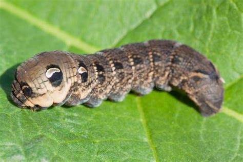 Caterpillar of Elephant Hawk-moth Stock Photo - Image of moth, garden ...