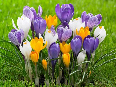 How to Grow and Care for Crocus - World of Flowering Plants