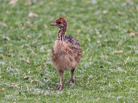 Ostrich chick | One of the many ostrich chicks of the Lion &… | Flickr