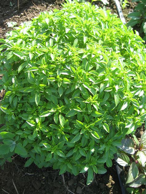 Growing Basil: The Complete Guide To Plant, Care, And Harvest Basil - Homesteading Alliance