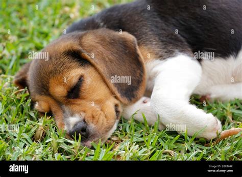 Beagle puppy sleeping Stock Photo - Alamy