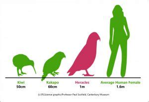 Giant parrot discovered In New Zealand - Strange Sounds