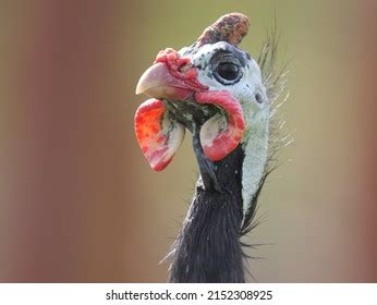 Helmeted guineafowl Images, Stock Photos & Vectors | Shutterstock