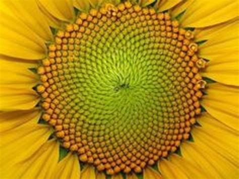 Fibonacci Sequence Nature