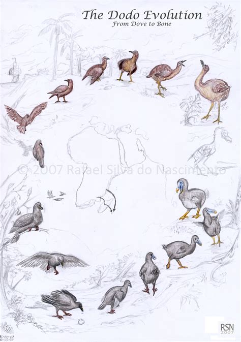 Dodo Evolution by RSNascimento on DeviantArt