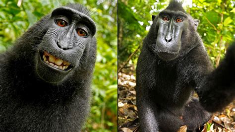 Monkey Selfie - Who Owns The Copyright? - Paul David Smith Photography