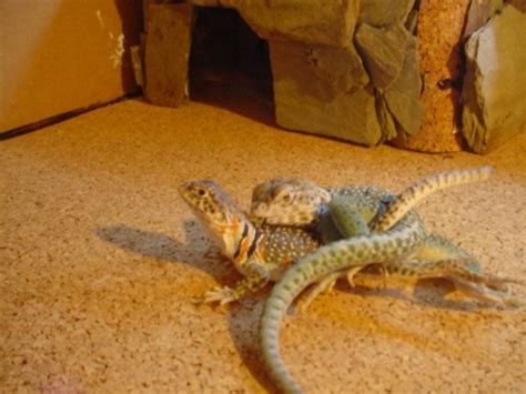 Breeding - All about Collared Lizards