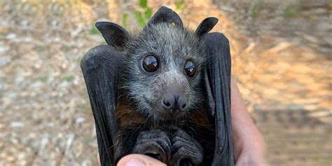 Why everyone should care about Australia’s flying foxes | Animals Australia