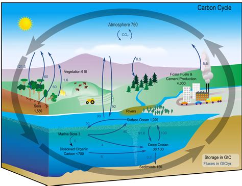 Radical Empiricism: Climate Change, Photosynthesis, and El Niño