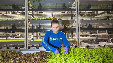 Check Out the First-Ever On-Site Breeding Program for a Vertical Farming Company - Greenhouse Grower