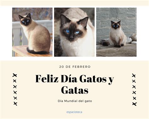 Imagenes para festejar el día del Gato. Tarjetas para regalar. | New