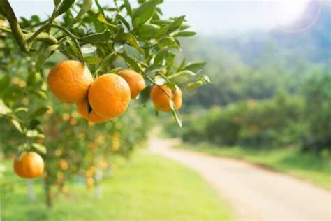 The Jaffa Orange - Minneopa Orchards