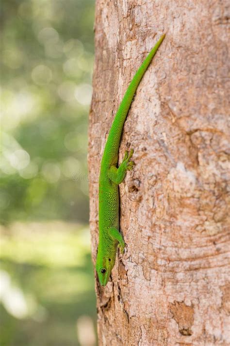 Phelsuma Madagascariensis Day Gecko, Madagascar Stock Image - Image of color, animal: 83415137