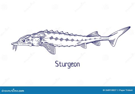 Sturgeon, Vintage Drawing. Outlined Contoured Sea Marine Fish, Ocean Animal Species Drawn in ...