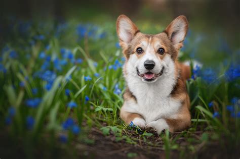 Update more than 63 cute corgi wallpaper latest - in.cdgdbentre