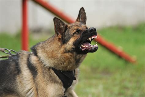 What to Expect During a Dog Bite Lawsuit in Idaho | Idaho Attorney