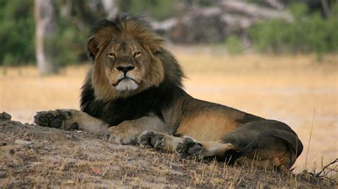 East, West Africa could lose 50% of their lions by 2035 | Science | AAAS