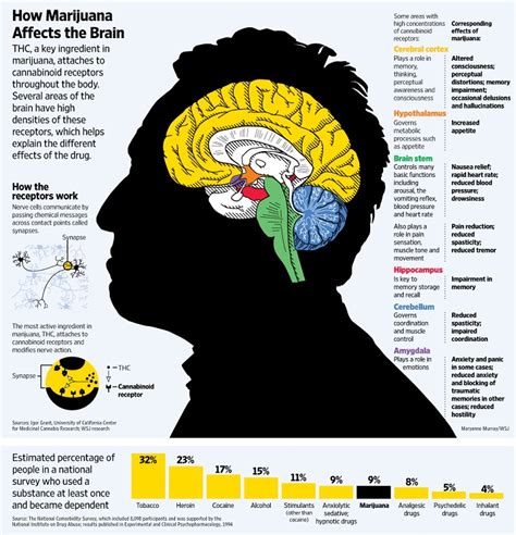 How Marijuana Affects the Brain