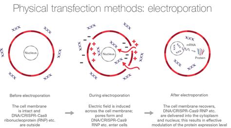 Overview of Transfection Methods | Thermo Fisher Scientific - IN