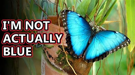 Morpho facts: a not so blue butterfly | Animal Fact Files - YouTube