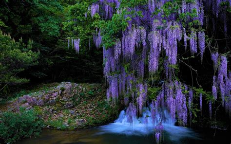 Wisteria Tree HD Wallpaper Background Image 1920x1200 ID:879762 ...