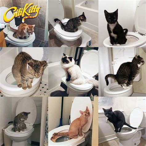 TOP-4 Best Cat Toilet Training Kits in 2025: Ultimate Review