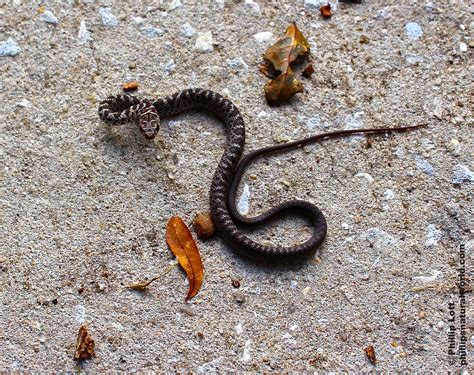 Pygmy Rattlesnake - Phillip's Natural World