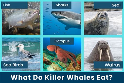 What Do Killer Whales Eat? - Orcas Diet | Earth Reminder