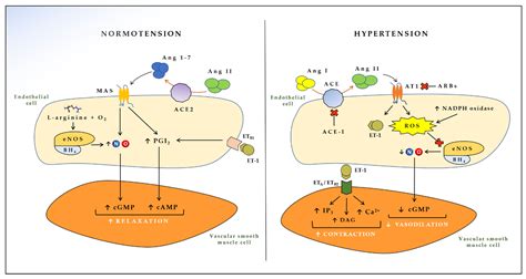 JCDD | Free Full-Text | Mechanisms and Clinical Implications of ...