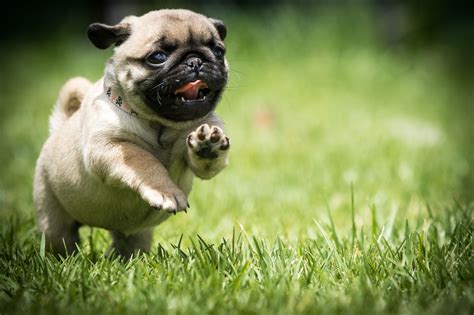 Runny Puggy by Ben Robson / 500px | Cute pug puppies, Pug puppies, Cute pugs