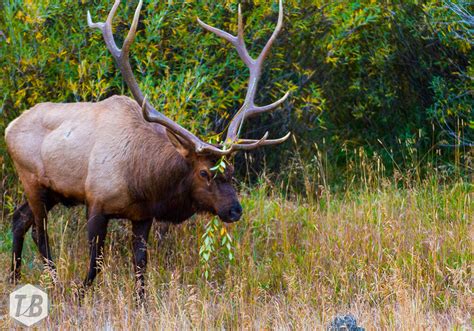 Hunting for Rocky Mountain Elk with a Lens | Alpenglow Creations