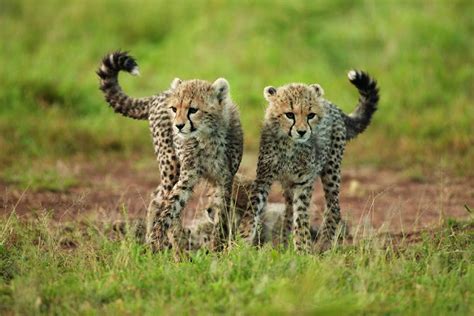 Animals Zoo Park: Cheetah cubs, Lion cubs Pictures