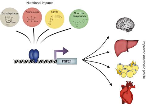 Growth factor hormone FGF21 shown to maintain a healthy metabolism - De Gruyter Conversations