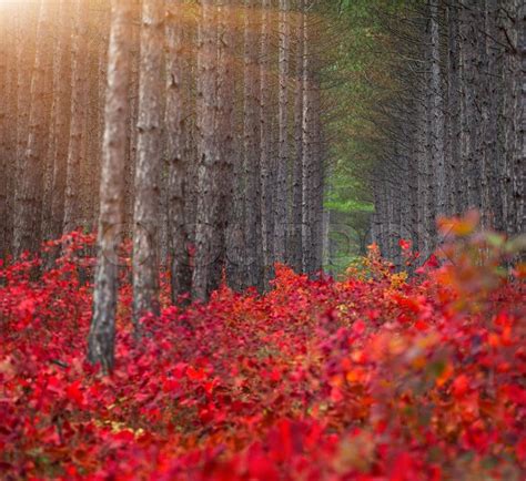 Background of pine forest with red ... | Stock image | Colourbox