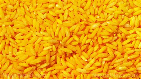 GMO “golden rice” over-hyped nutrition claims dismantled by none other than the FDA ...