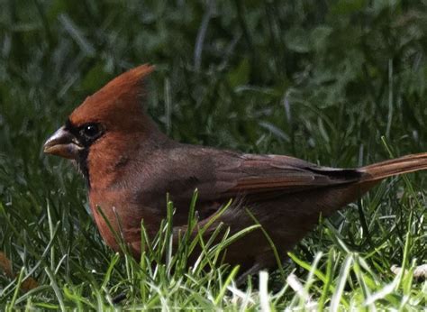 Maturing juvenile male cardinal | Smithsonian Photo Contest ...