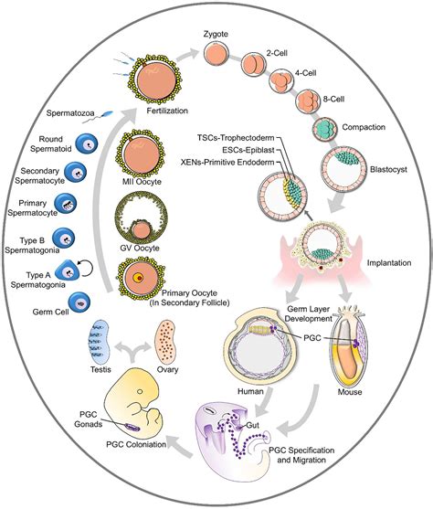 Frontiers | Generation of Artificial Gamete and Embryo From Stem Cells in Reproductive Medicine