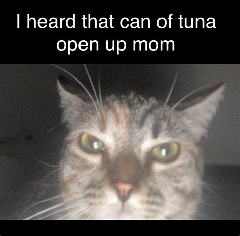 Funny cat : r/Catmemes