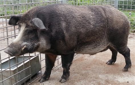 Boar–pig hybrid - Wikipedia