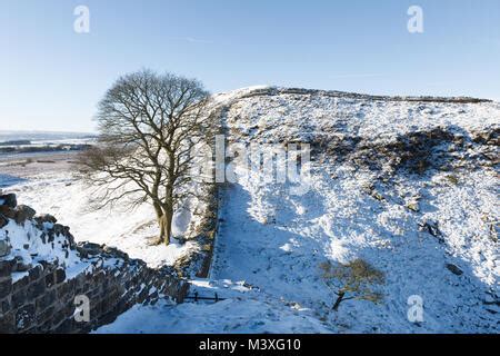 Robin Hood Tree, Sycamore Gap, Hadrian's Wall Stock Photo - Alamy