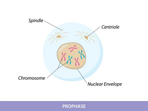 Prophase. The First Stage of Mitosis 12682013 Vector Art at Vecteezy