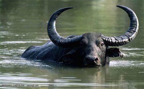 Water buffalo - Alchetron, The Free Social Encyclopedia