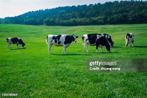 Sky Meadows Ranch Photos and Premium High Res Pictures - Getty Images