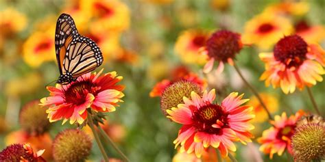Butterflies & Pollinator Gardens with Isabelle Morgan - Louisiana Nursery